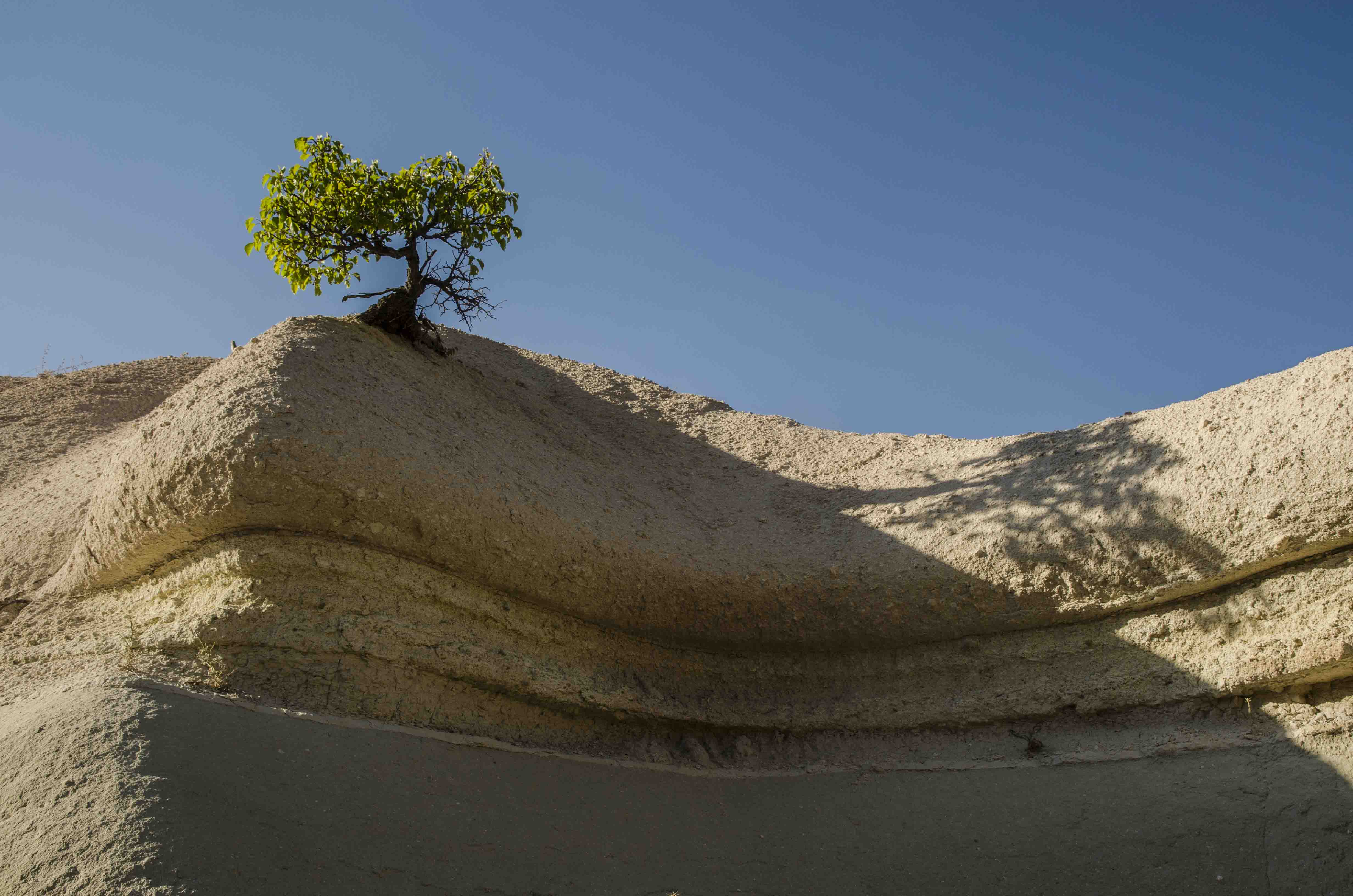 Cappadocia - big or small tree??